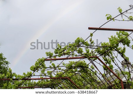 rainbow over vine