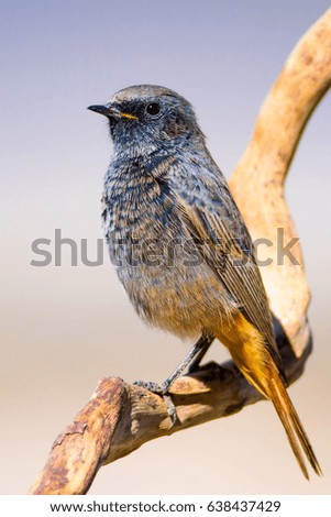 Cute bird on branch. Nature background. 
Black Redstart / Phoenicurus ochruros