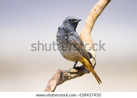 Cute bird on branch. Nature background. 
Black Redstart / Phoenicurus ochruros