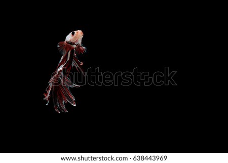 Capture the moving moment of white siamese fighting fish isolated on black background. Betta fish 