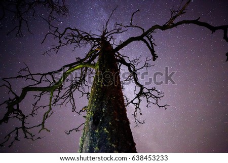 Dead wood with stars and the night sky on the background. The Milky Way is just behind the tree.