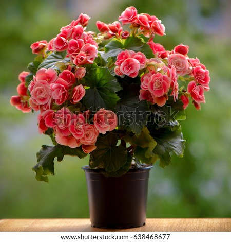 A bush of flowering begonias in a pot on a green background