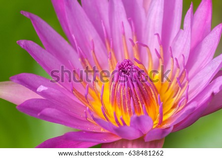 lotus flower in chiangmai thailand / lighting for early morning