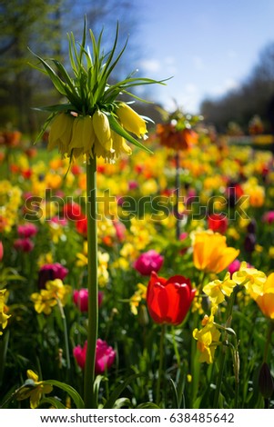 Portrait of Dutch flower surrounded by colorful Spring flowers using depth of field.