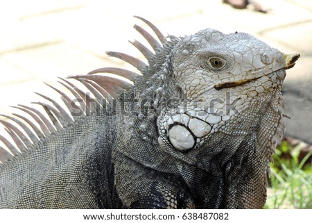 Iguana head
