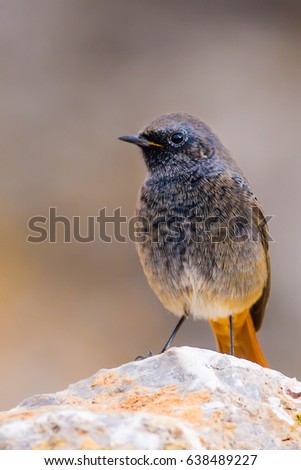 Cute bird. Bird on stone. Nature blure background
Black Redstart / Phoenicurus ochruros