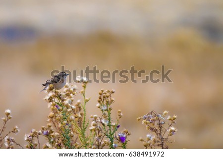 Cute bird. Nature Background
Whinchat / Saxicola rubetra