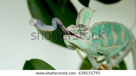 Chameleon caught in action when he launches his tongue to catch an insect (calyptratus chamaeleo)