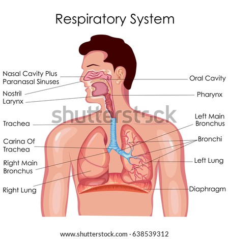 Medical Education Chart of Biology for Respiratory System Diagram. Vector illustration Royalty-Free Stock Photo #638539312