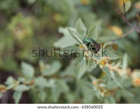 Green beetle eating leaves on a tree in Central Mexico.