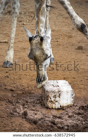 Giraffe licking salt lick, Pilanesberg National Park, South Africa