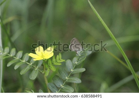 grey butterfly on the green leaf and yellow flower