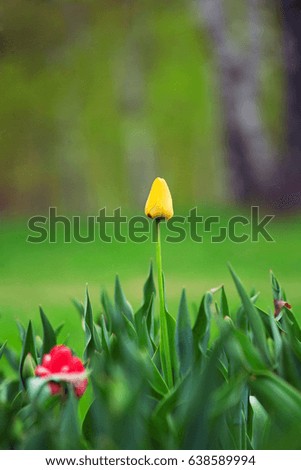 bright yellow tulips grow in the natural conditions of illumination rays of the sun