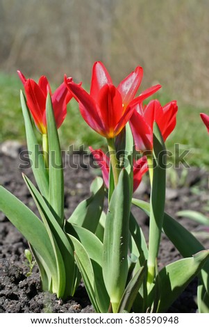 Tulipa Kaufmanniana 'Scarlet Baby' in garden. Latvia, Europe