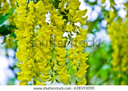 Golden rain tree. Cassia fistula. Laburnum flowers. Spring nature. Thailand national flower. Yellow blossom. Blooming bush. Springtime retro photo.