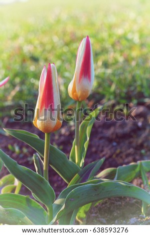 Tulipa Kaufmanniana 'Johann Strauss'  in early morning, retro photo filter effect. Latvia, Europe