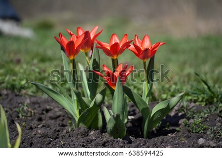 Tulipa Kaufmanniana 'Scarlet Baby' in garden. Latvia, Europe