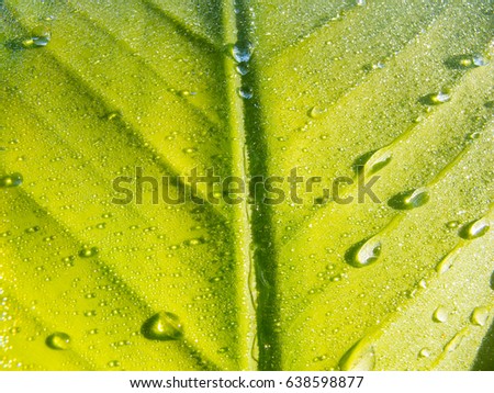 leaf banana have water drops on leaf in the morning time very fresh 
