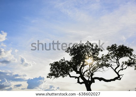 Silhouette of lonely tree on dramatic horror sky clouds with sun light background.