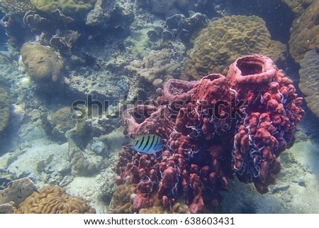 Side view of a Barrel sponge live and grow at the coral reef under the tropical sea. The white things are worms live on sponge. And a colorful fish in the middle of picture. Underwater picture