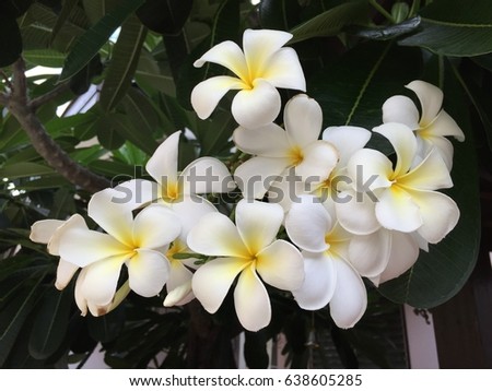 Frangipani flowers, white flower