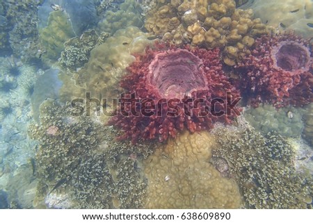 Top view of a Barrel sponge live and grow at the coral reef under the tropical sea. The big hole in the middle of sponge is for water flow out. Underwater picture