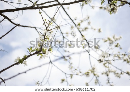 Spring branches with sky background