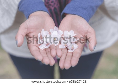 cherry blossom on hand woman, Soft focus