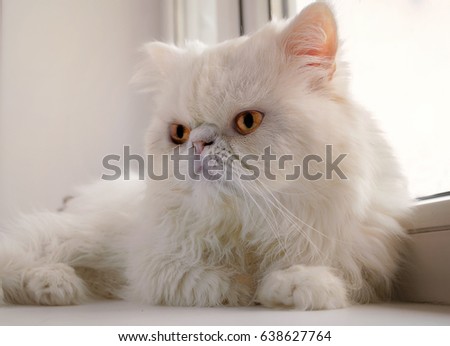 The white cat of the Persian breed lies at a window. Indoors. Horizontal format. Without people. Color. Photo.