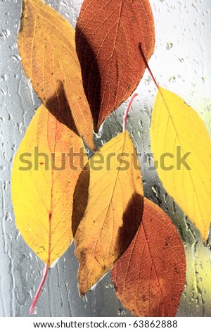 Autumn leaves have stuck to a window