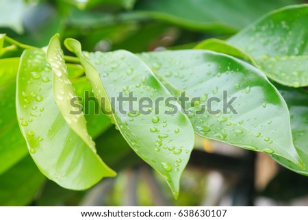 Beautiful green leaves Use for background