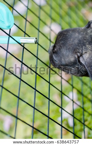 french bulldog drinking water in cage on the grass field