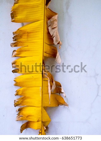 The yellow banana leaf 2