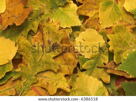 Birch and oak leaves