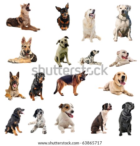 composite picture with purebred  dogs in a white background