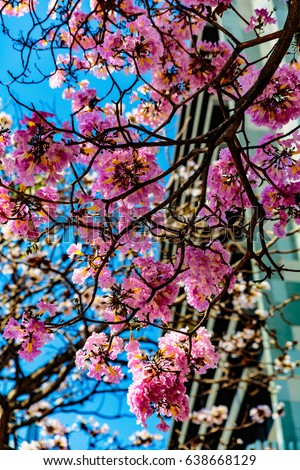 San Jose, Costa Rica - March 31, 2017:  Tabebuia rosea, also called pink poui, rosy trumpet tree.  The name Roble de Sabana, meaning "savannah oak", is widely used in Costa Rica.