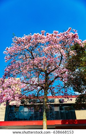 San Jose, Costa Rica - March 31, 2017:  Tabebuia rosea, also called pink poui, rosy trumpet tree.  The name Roble de Sabana, meaning "savannah oak", is widely used in Costa Rica.