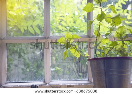 Indoor  plant in pot on window 