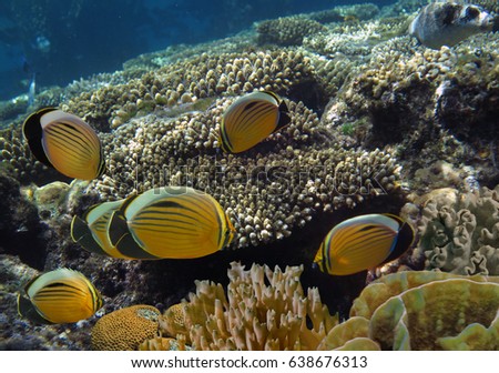Raccoon butterfly fish with soft and hard corals. Red Sea                               