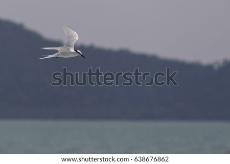 Tern photo taken from the gulf of Thailand.