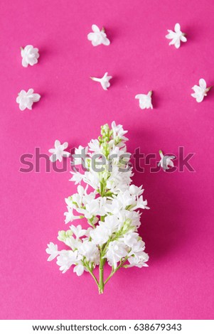 White lilac on a pink background