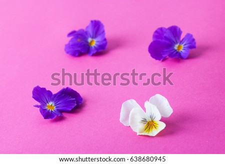 Pansies on a pink background