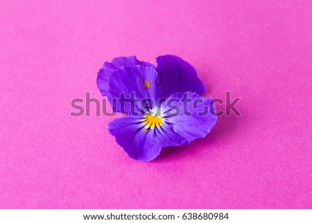 Pansies on a pink background
