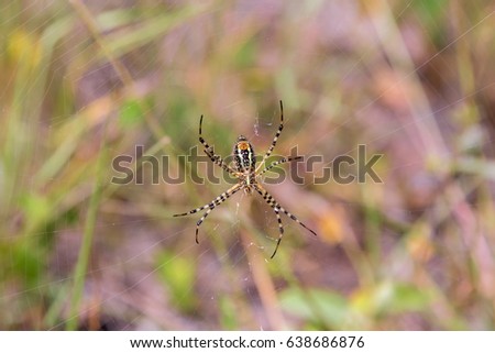 Banded garden or golden orb weaver spider. Yellow and black garden spider Mexico.