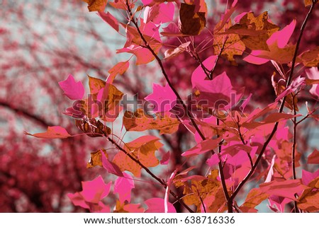 Nature in autumn, infrared
