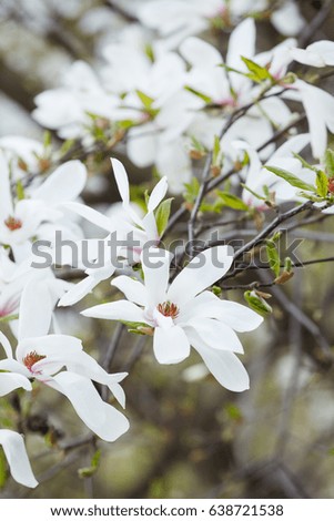 A flower of a white magnolia on a branch on a blurred background