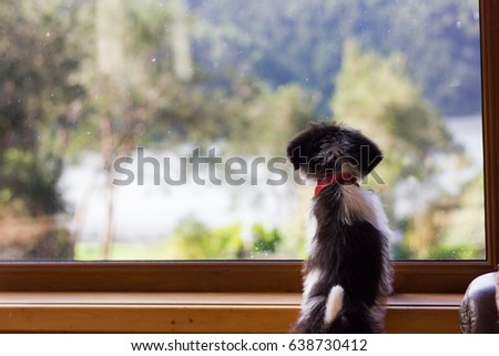 Little puppy standing on frame looking out of window into the river and trees on the background. Loyal dog waiting for owner, expectant, watchful concepts