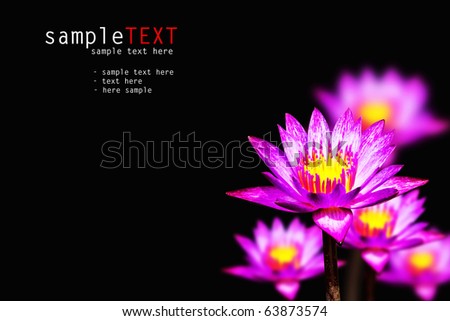 purple water lilies isolated on black background