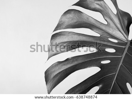 Close-up of the monstera leaf. Abstract composition. Black and white photography.