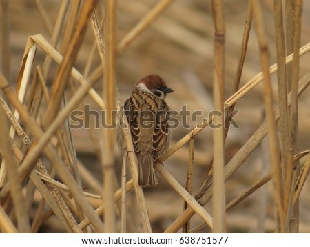 
Sparrow in the bushes